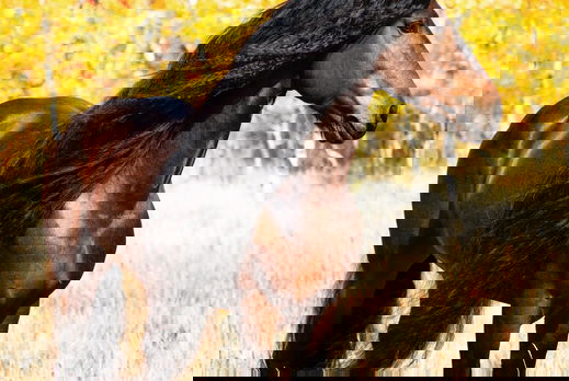 Horse Breed: Warlander - image by Kaitlyn Gunther / Imperial Kings Stables - Globetrotting horse riding holidays