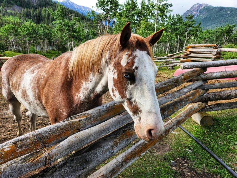 CHILKO LAKE RIDE, BC, CANADA