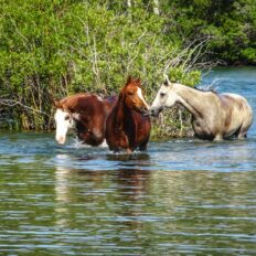 CHILKO LAKE RIDE, BC, CANADA Globetrotting horse riding holidays