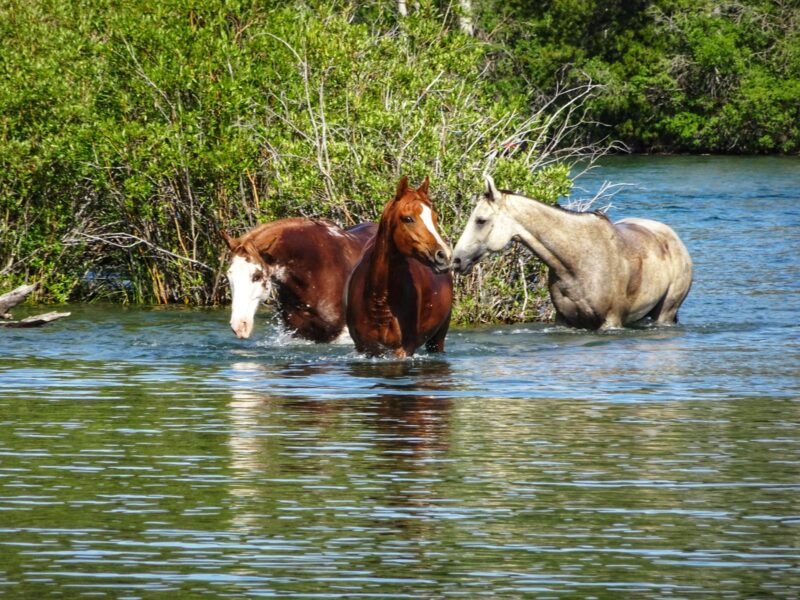 CHILKO LAKE RIDE, BC, CANADA Globetrotting horse riding holidays