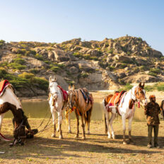 The Marwari Ride, India - Globetrotting horse riding holidays