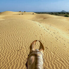 The Marwari Ride, India - Globetrotting horse riding holidays