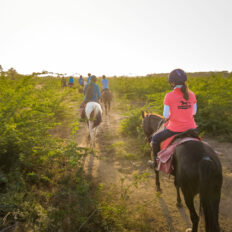 The Marwari Ride, India - Globetrotting horse riding holidays
