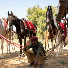 The Marwari Ride, India - Globetrotting horse riding holidays