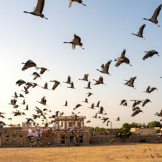 The Marwari Ride, India - Globetrotting horse riding holidays