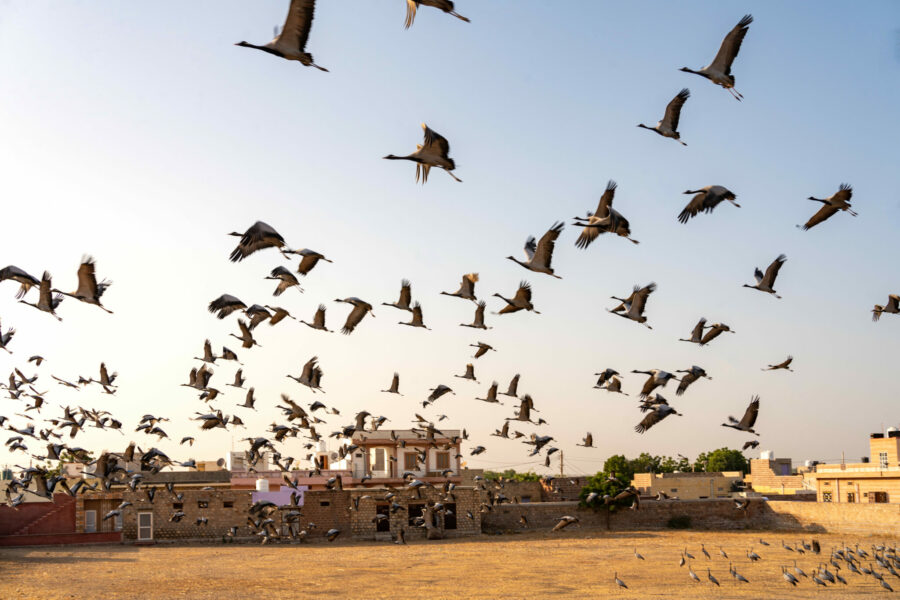 The Marwari Ride, India - Globetrotting horse riding holidays