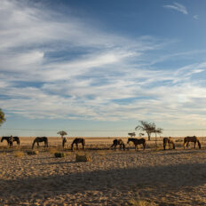 The Namib Desert Ride, Globetrotting horse riding holidays