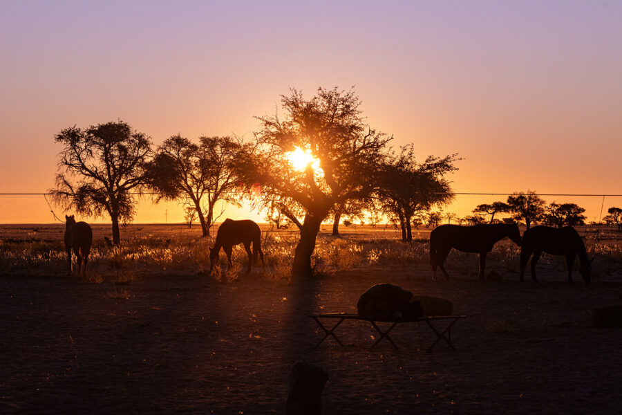 The Namib Desert Ride, Globetrotting horse riding holidays