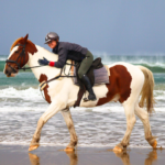 The Shoalhaven Ride, Australia, Globetrotting Horse Riding Holidays