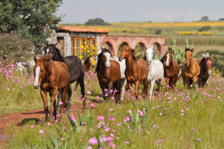 El Rancho Ride, Mexico - Globetrotting horse riding holidays