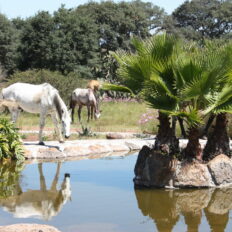 El Rancho Ride, Mexico - Globetrotting horse riding holidays