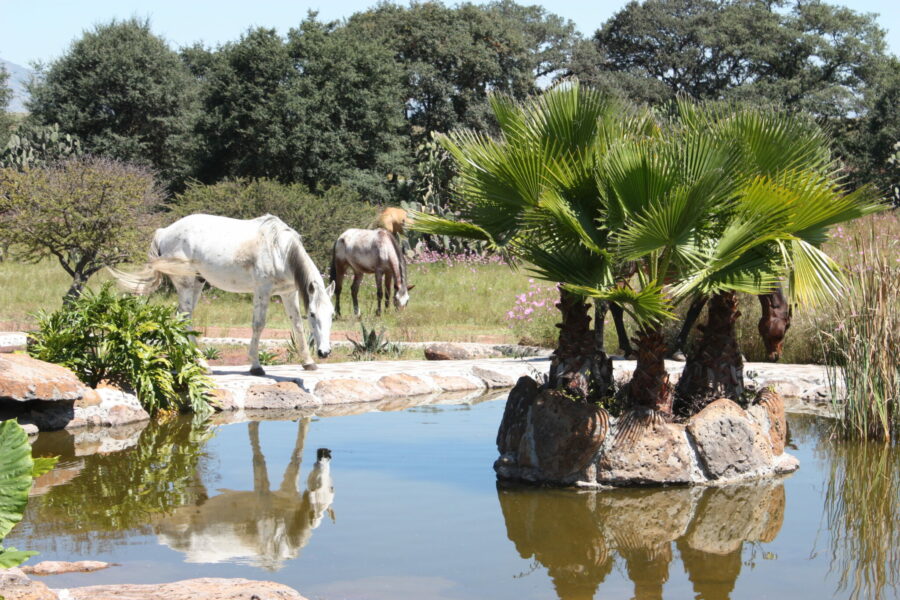 El Rancho Ride, Mexico - Globetrotting horse riding holidays