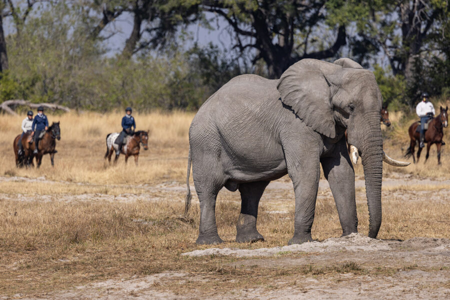 The Okavango Delta Safari, Botswana - Globetrotting horse riding holidays