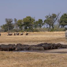 The Okavango Delta Safari, Botswana - Globetrotting horse riding holidays