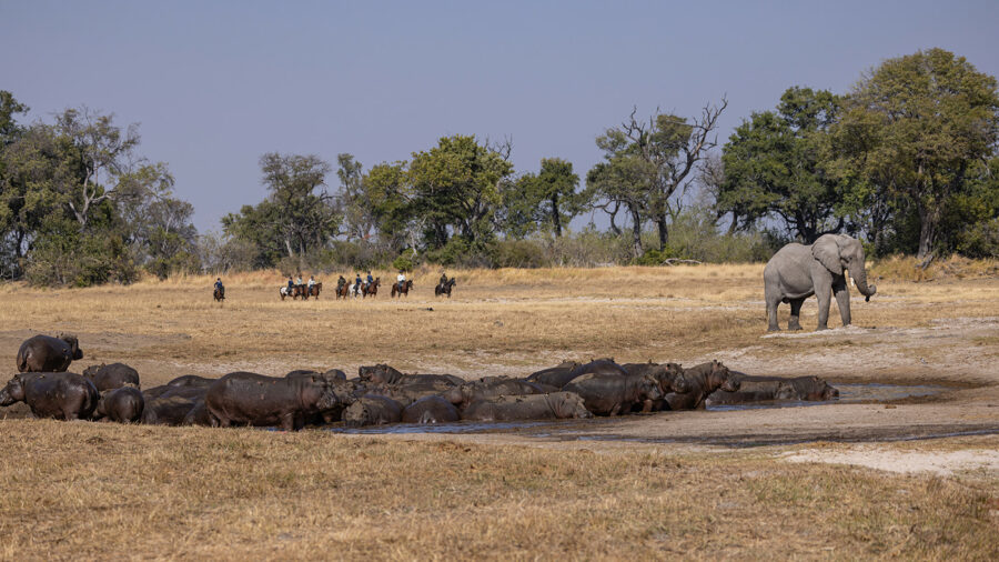 The Okavango Delta Safari, Botswana - Globetrotting horse riding holidays