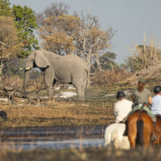 The Okavango Delta Safari, Botswana - Globetrotting horse riding holidays