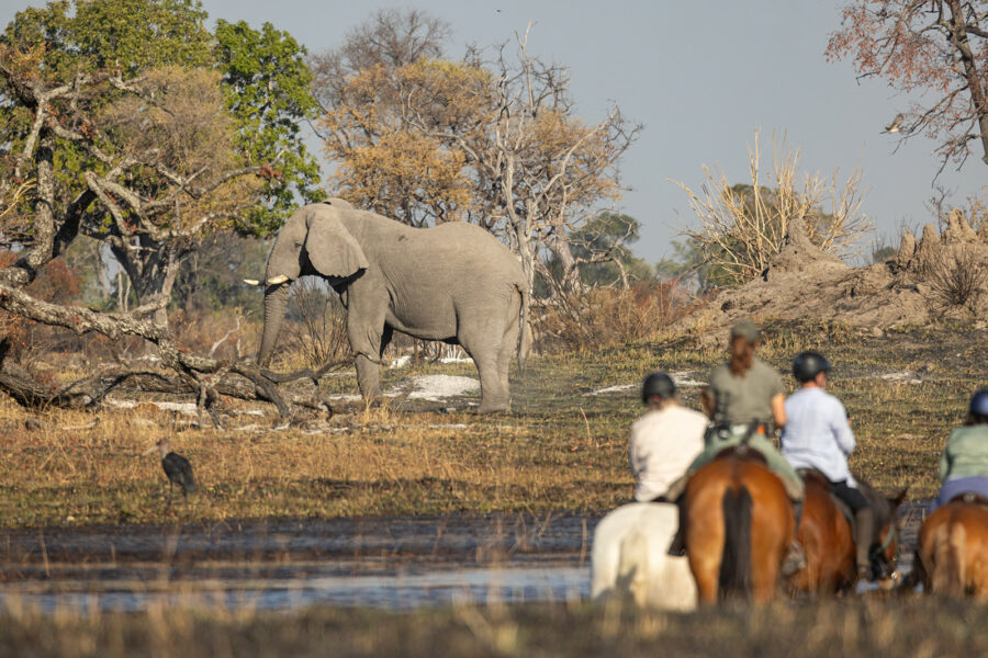 The Okavango Delta Safari, Botswana - Globetrotting horse riding holidays