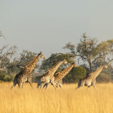 The Okavango Delta Safari, Botswana - Globetrotting horse riding holidays