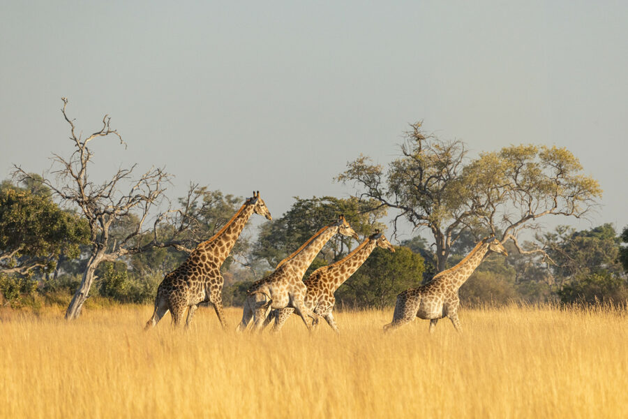 The Okavango Delta Safari, Botswana - Globetrotting horse riding holidays