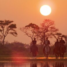 The Okavango Delta Safari, Botswana - Globetrotting horse riding holidays