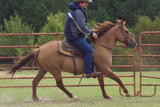 Carolina Marsh Tacky