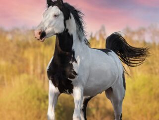 American Paint Horse, Globetrotting Horse Riding Holidays