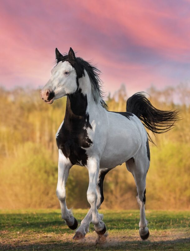 American Paint Horse, Globetrotting Horse Riding Holidays