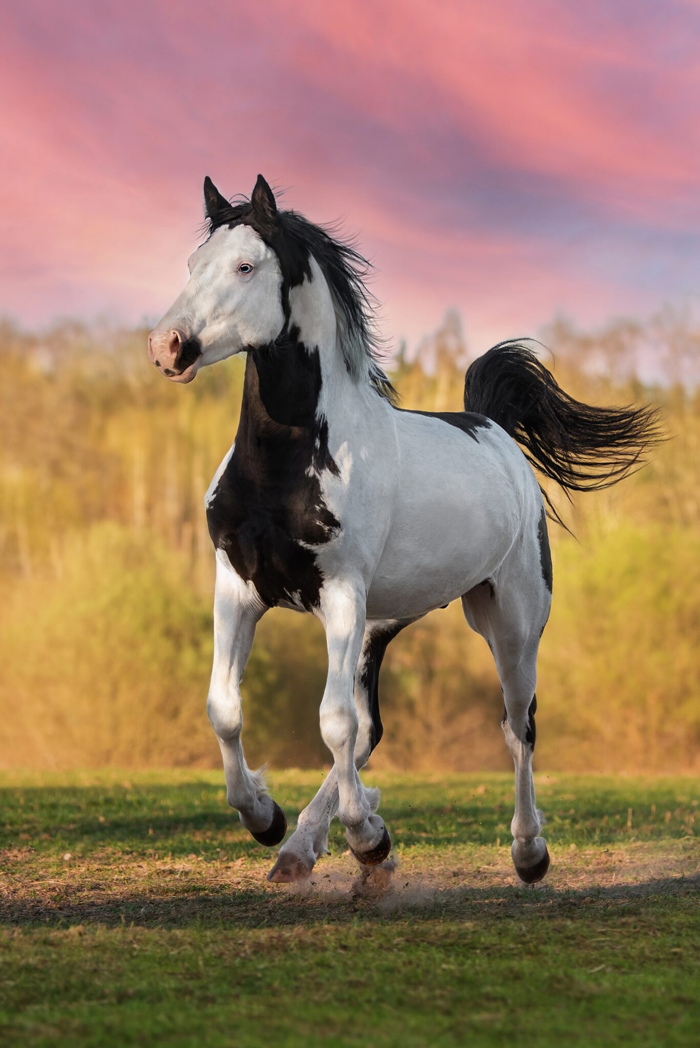 American Paint Horse, Globetrotting Horse Riding Holidays