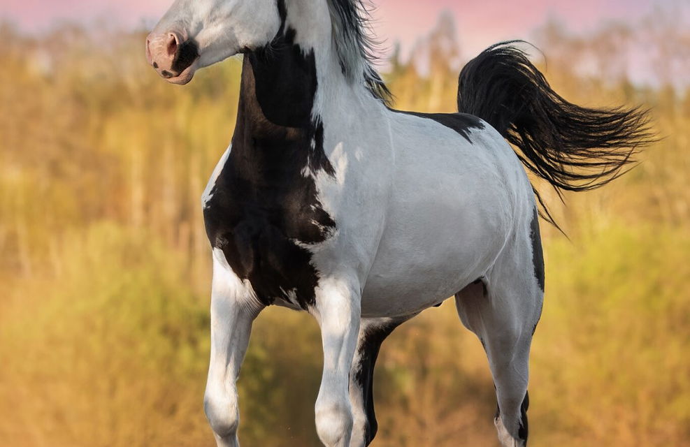 American Paint Horse, Globetrotting Horse Riding Holidays