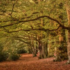 The English Rose Ride, Dorset, England - Globetrotting horse riding holidays