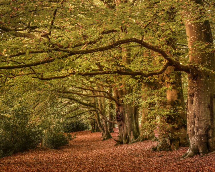 The English Rose Ride, Dorset, England - Globetrotting horse riding holidays