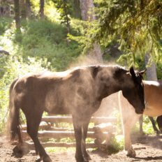The Grand Tetons Ride, Wyoming, USA - Globetrotting horse riding holidays