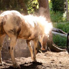 The Grand Tetons Ride, Wyoming, USA - Globetrotting horse riding holidays