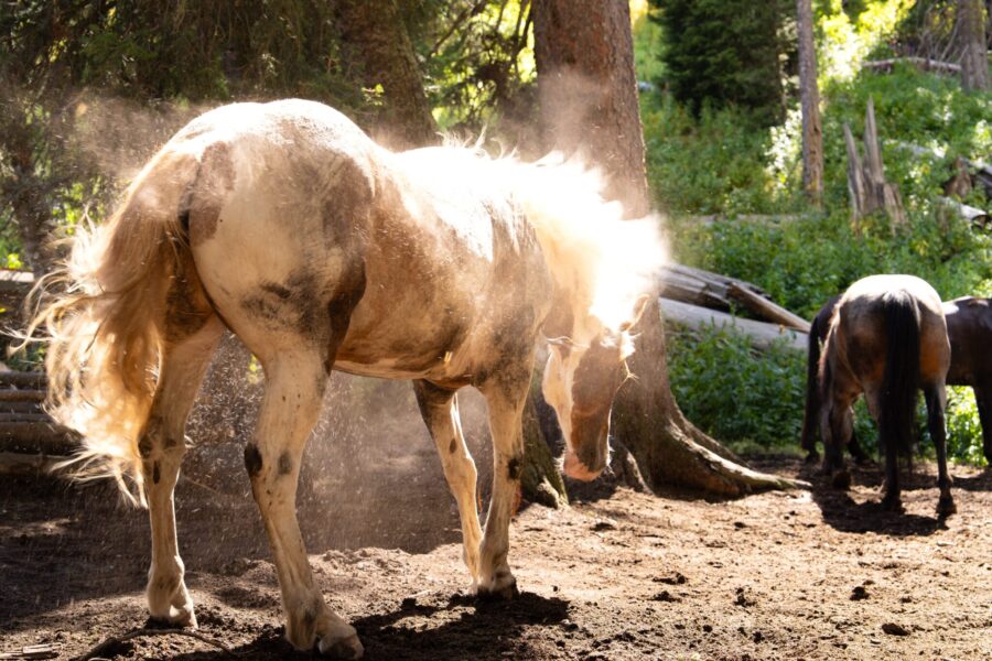 The Grand Tetons Ride, Wyoming, USA - Globetrotting horse riding holidays