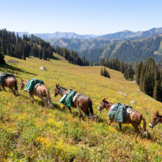 The Grand Tetons Ride, Wyoming, USA - Globetrotting horse riding holidays