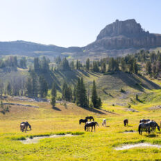 The Grand Tetons Ride, Wyoming, USA - Globetrotting horse riding holidays