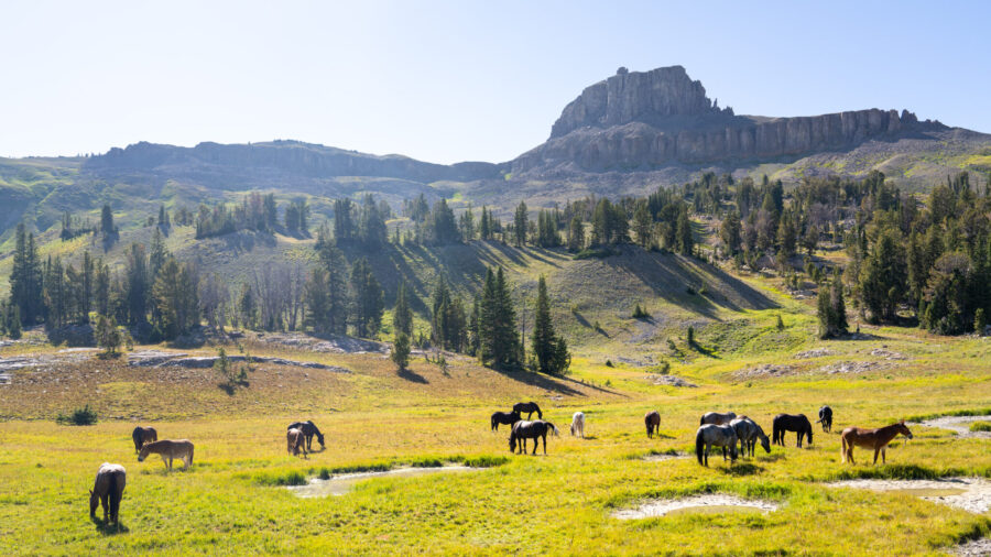 The Grand Tetons Ride, Wyoming, USA - Globetrotting horse riding holidays