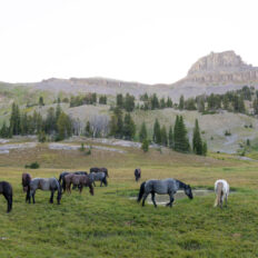 The Grand Tetons Ride, Wyoming, USA - Globetrotting horse riding holidays