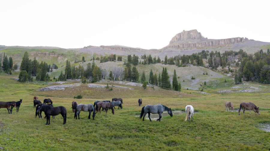 The Grand Tetons Ride, Wyoming, USA - Globetrotting horse riding holidays