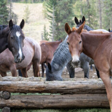 The Grand Tetons Ride, Wyoming, USA - Globetrotting horse riding holidays