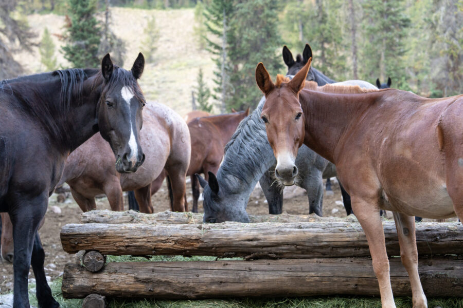 The Grand Tetons Ride, Wyoming, USA - Globetrotting horse riding holidays