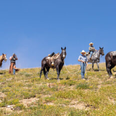 The Grand Tetons Ride, Wyoming, USA - Globetrotting horse riding holidays