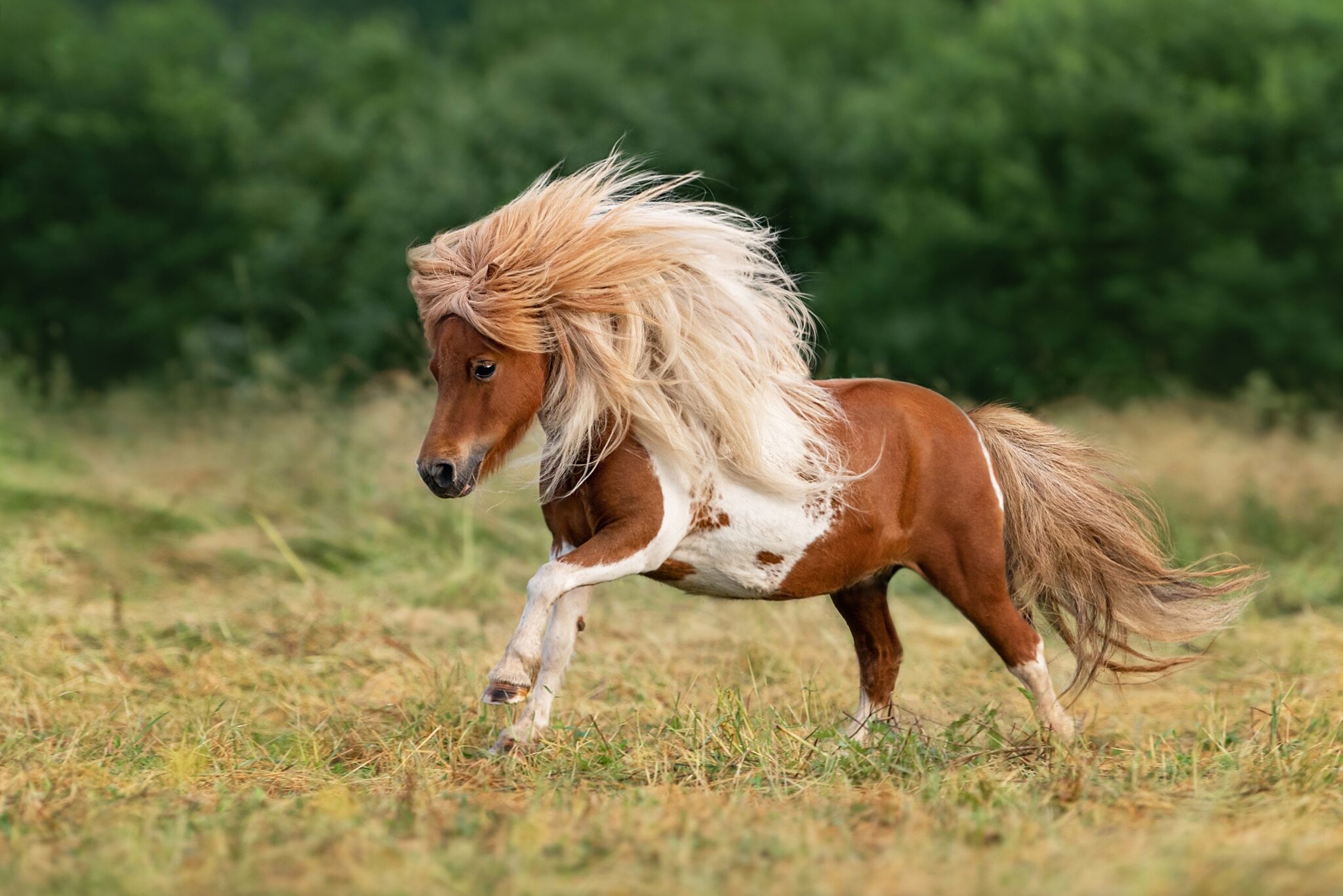 Shetland Pony - Globetrotting Horse Riding Holidays