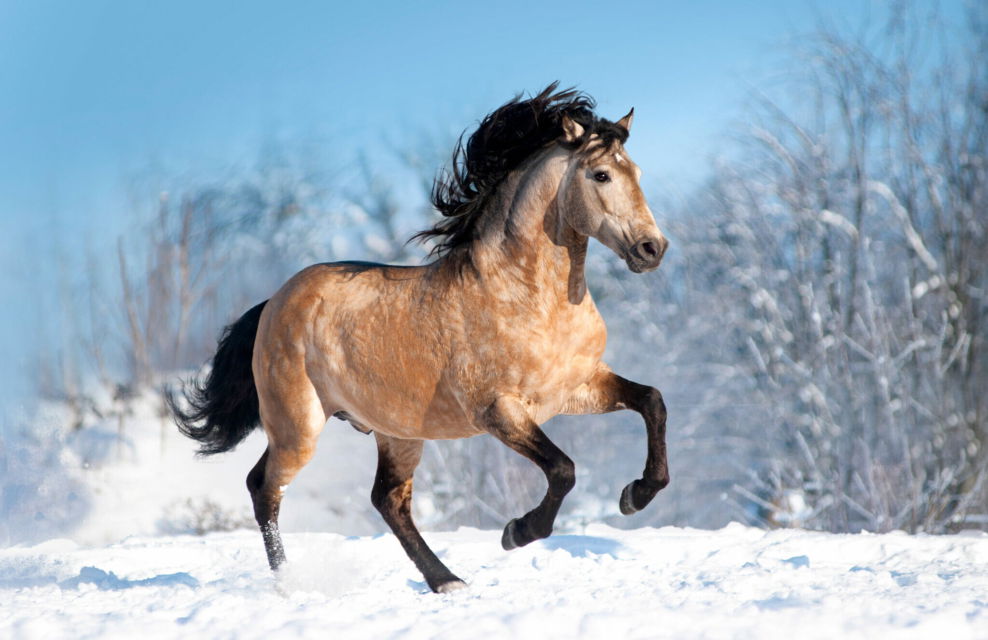 Horse Breed: Lusitano Globetrotting horse riding holidays