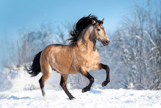 Horse Breed: Lusitano Globetrotting horse riding holidays