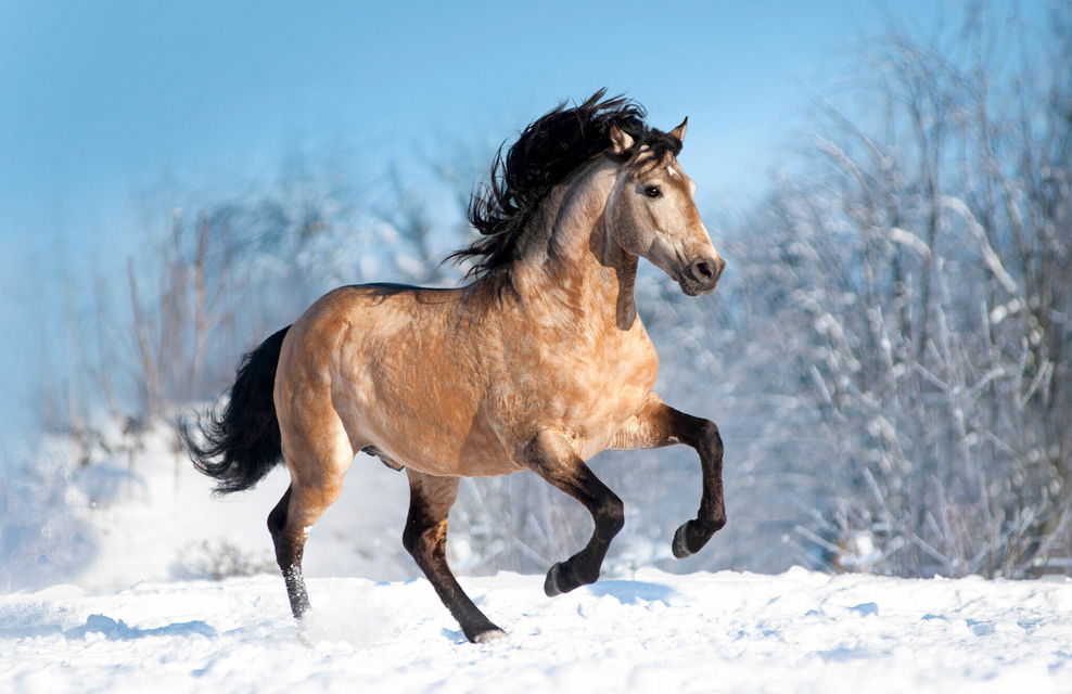 Horse Breed: Lusitano Globetrotting horse riding holidays