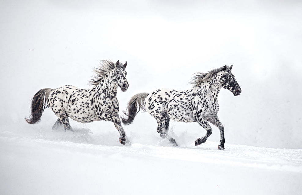 Horse breed knabstruppers, Globetrotting Horse Riding Holidays