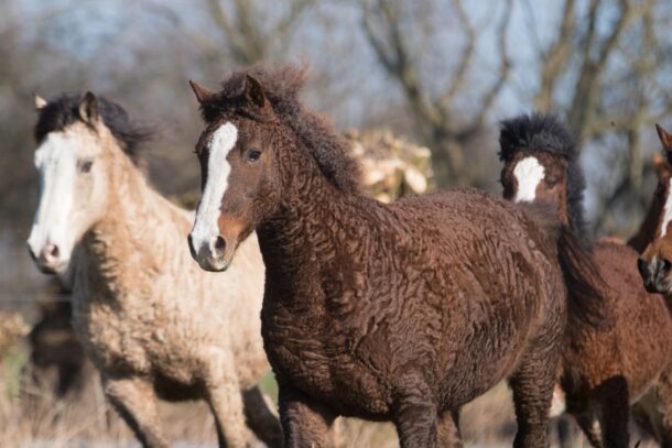 Horse breed - Bashkir, Globetrotting Horse Riding Holidays