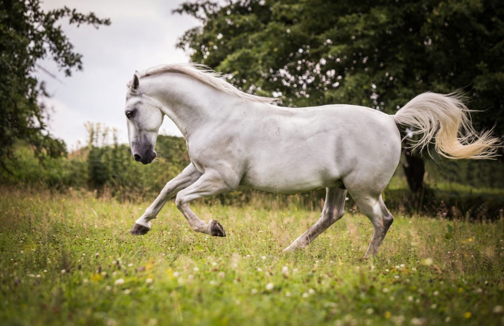 horse breed: Lipizzan - Travel Bliss Now - Globetrotting horse riding holidays