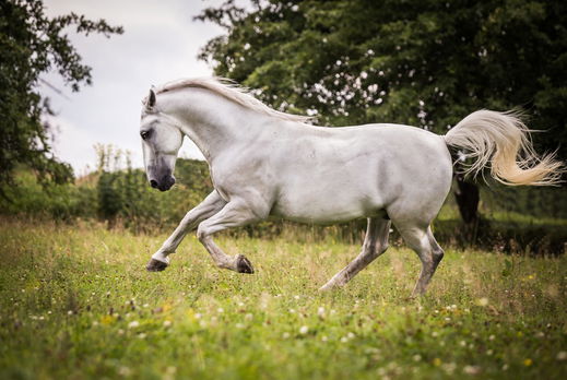 horse breed: Lipizzan - Travel Bliss Now - Globetrotting horse riding holidays